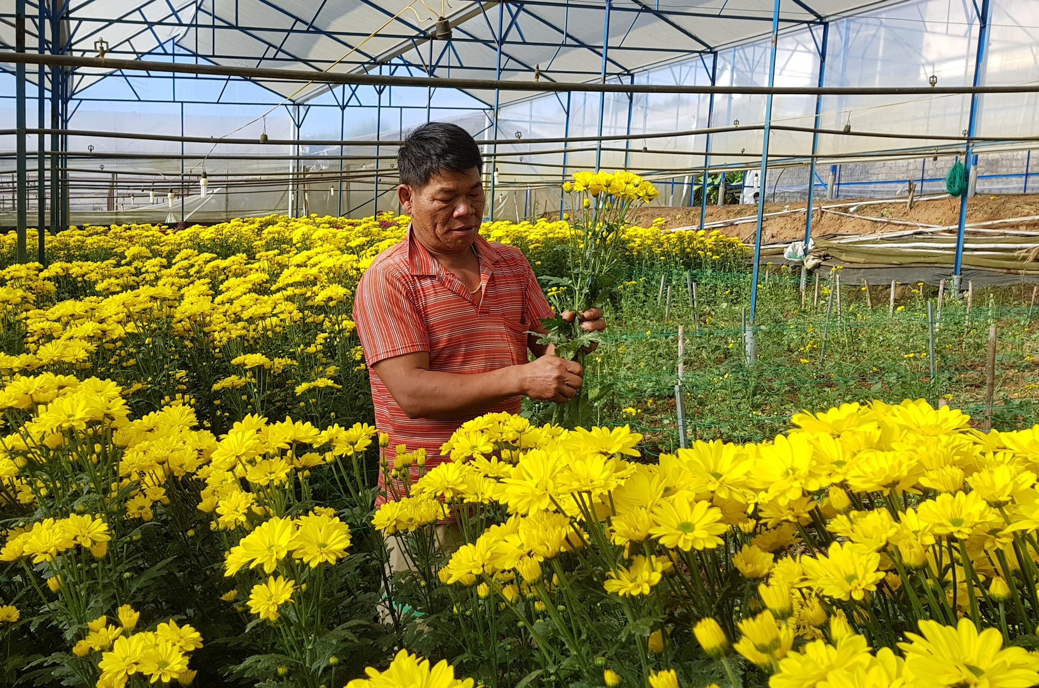 Lâm Đồng cần hỗ trợ 'giải cứu' hàng trăm triệu cành hoa
