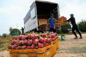 Trung Quốc siết chặt kiểm soát tại cửa khẩu, thanh long rớt giá thê thảm